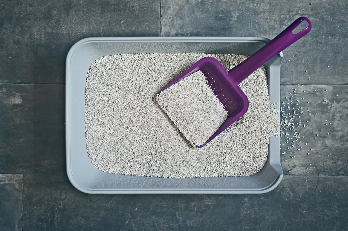 Clean litter box with purple shovel